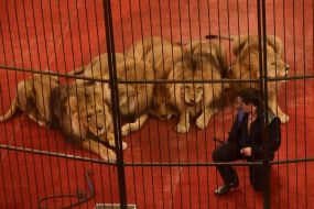 «Great Hungary circus»  program in Zaporozhia circus