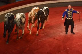 «Great Hungary circus»  program in Zaporozhia circus