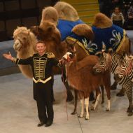 «Great Hungary circus»  program in Zaporozhia circus