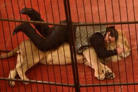 «Great Hungary circus»  program in Zaporozhia circus