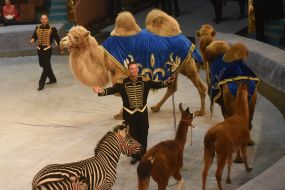 «Great Hungary circus»  program in Zaporozhia circus