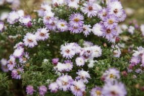 he snow on chrysanthemums