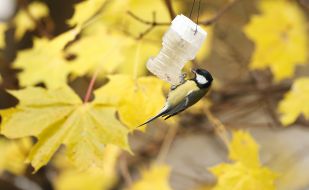 Titmouse eating from the trough