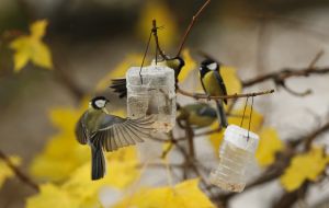 Tits eat from the trough