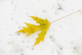 Maple leaf on snow