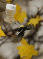 Titmouse eating from the trough