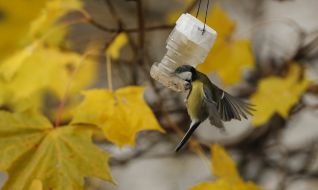 Titmouse eating from the trough