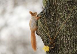 Squirrel on the tree