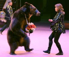 The bear