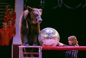 The bear