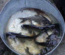 Рыба в ведре