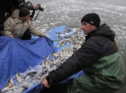 Осеннее зарыбление Киевского водохранилища