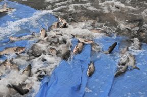 Осеннее зарыбление Киевского водохранилища