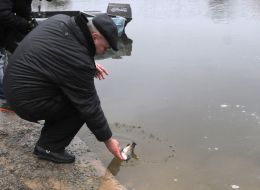 Осеннее зарыбление Киевского водохранилища