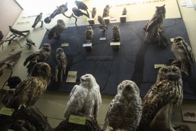 Exhibits in one of the halls of the museum