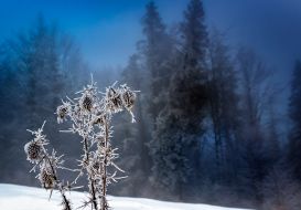 Winter in the Carpathians