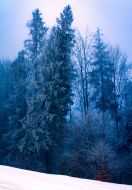 Winter in the Carpathians