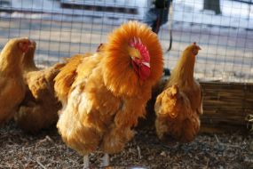 Петух и куры