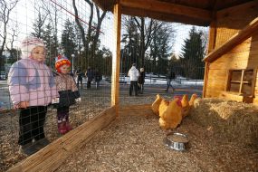 Открытие домика для символа 2017 года - петушка и его семьи