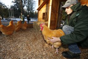 Открытие домика для символа 2017 года - петушка и его семьи