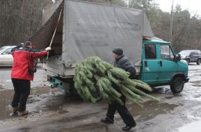 A man carrying a pine tree