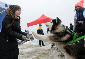 Ездовые собаки