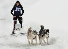 Гонки ездовых собак