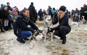 Ездовые собаки