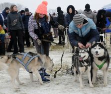 Ездовые собаки