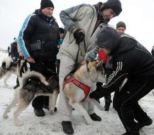 Ездовые собаки