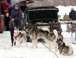 Sled dogs