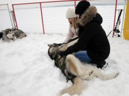 Sled dogs