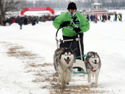 Гонки ездовых собак