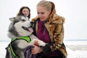 Ездовые собаки