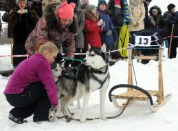 Гонки ездовых собак