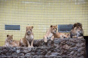 Лев Геркулес и львицы Кристина, Дарья, Вилия
