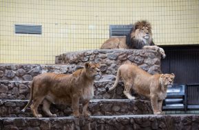 Львицы и лев Геркулес