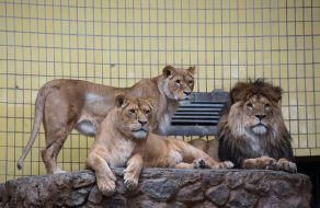 Львицы и лев Геркулес