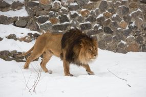 Лев Геркулес