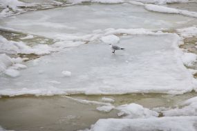 Frozen sea in Odessa