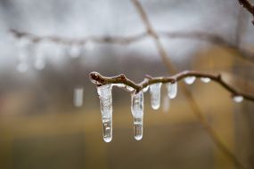 icy branches
