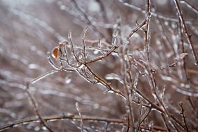 icy branches