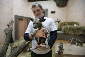 Puppy of African hyena dog