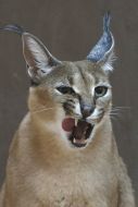 Caracal