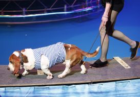 Presentation of "water and fire" at the circus