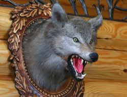 Голова волка