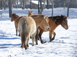 Przewalski's horses