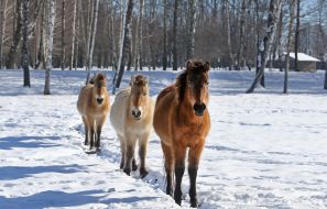 Przewalski's horses
