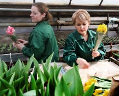 Workers at greenhouse