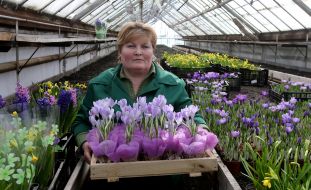 Worker at greenhouse